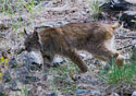 Lynx canadensis